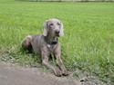 Weimaraner Freja (Bellona)