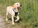 Labrador retriever Attilla