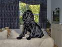 Cocker spaniel Blackie