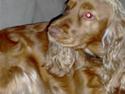 Cocker spaniel Tiggy