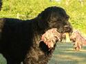 Sort russisk terrier Romanov - Død