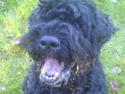 Sort russisk terrier Trishja - Død
