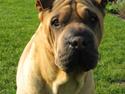 Shar pei sofus