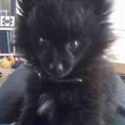 Pomeranian Pingo