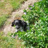 Cocker spaniel Molly