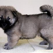 Eurasier Diesel