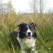 Border collie Fuglsangs Amazing Bobbe