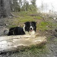 Border collie Fuglsangs Amazing Bobbe