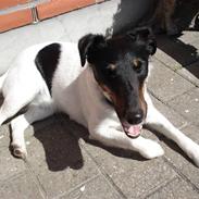 Glathåret foxterrier Willi "Piccadilli"