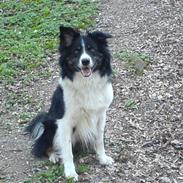 Border collie Fuglsangs Amazing Bobbe