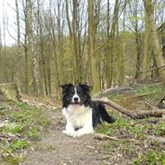 Border collie Fuglsangs Amazing Bobbe