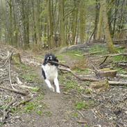 Border collie Fuglsangs Amazing Bobbe