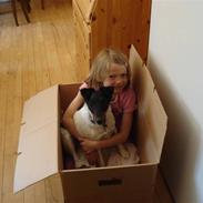 Glathåret foxterrier Willi "Piccadilli"