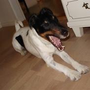 Glathåret foxterrier Willi "Piccadilli"