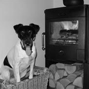 Glathåret foxterrier Willi "Piccadilli"