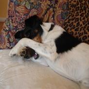 Glathåret foxterrier Willi "Piccadilli"