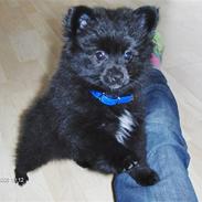 Pomeranian Pirelli