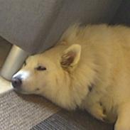 Samojedhund Vicki
