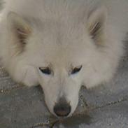 Samojedhund Vicki