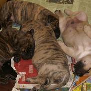 Dogo canario Nello