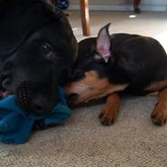 Dvaergpinscher Sesse