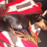 Dvaergpinscher Sesse