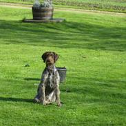 Ruhåret hønsehund Laika