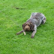 Ruhåret hønsehund Laika