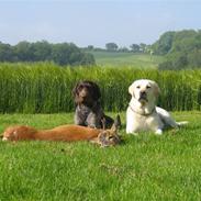 Ruhåret hønsehund Laika