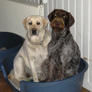 Ruhåret hønsehund Laika