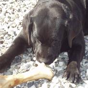 Labrador retriever Anky