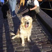 Golden retriever Simba