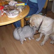 Golden retriever Simba