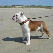 Engelsk bulldog Brisse