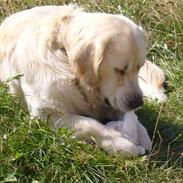 Golden retriever Simba