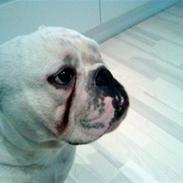 Engelsk bulldog Brisse