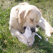 Golden retriever Simba