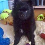 Pomeranian Pingo