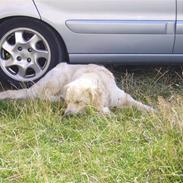 Golden retriever Simba