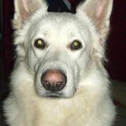 Hvid schæfer Alabama Dixie