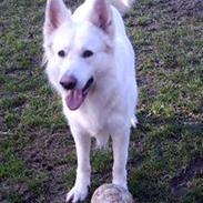 Hvid schæfer Alabama Dixie