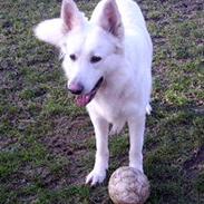 Hvid schæfer Alabama Dixie