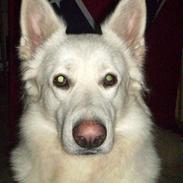 Hvid schæfer Alabama Dixie