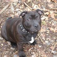Staffordshire bull terrier Simba