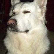 Hvid schæfer Alabama Dixie