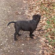 Staffordshire bull terrier Simba