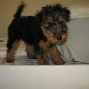 Welsh terrier Bob