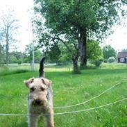Welsh terrier Bob