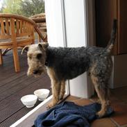 Welsh terrier Bob