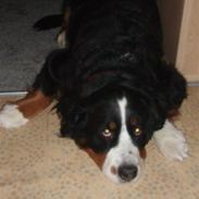 Berner sennenhund Aisa